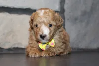 Akc Harper, a female Poodle - Miniature  for sale in Massillon, OH – 6 of 6