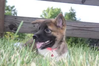 AKC Sadie, a female Akita for sale in Massillon, OH – 5 of 6