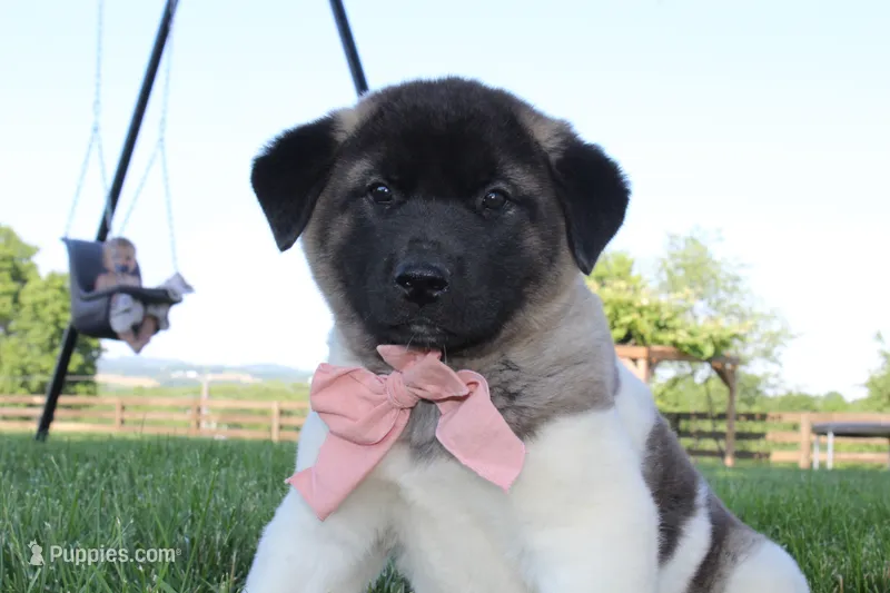 AKC Molly  – Akita puppy for sale in Massillon, OH