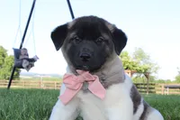 AKC Molly , a female Akita for sale in Massillon, OH – 1 of 9