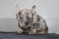 AKC Cooper, a male French Bulldog for sale in Massillon, OH – 4 of 9