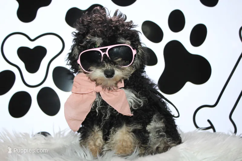 AKC Stella – Poodle - Miniature  puppy for sale in Massillon, OH