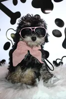 AKC Stella, a female Poodle - Miniature  for sale in Massillon, OH – 9 of 10
