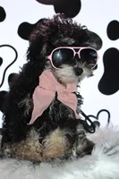 AKC Stella, a female Poodle - Miniature  for sale in Massillon, OH – 3 of 10