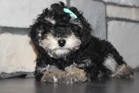 AKC Stella, a female Poodle - Miniature  for sale in Massillon, OH – Photo 1 of 8