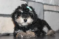 AKC Stella, a female Poodle - Miniature  for sale in Massillon, OH – Photo 6 of 8