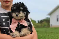 AKC Stella, a female Poodle - Miniature  for sale in Massillon, OH – 4 of 10