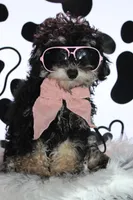AKC Stella, a female Poodle - Miniature  for sale in Massillon, OH – 8 of 10
