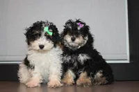 AKC Stella, a female Poodle - Miniature  for sale in Massillon, OH – Photo 8 of 8