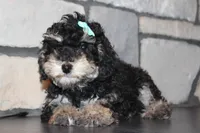 AKC Stella, a female Poodle - Miniature  for sale in Massillon, OH – Photo 3 of 8