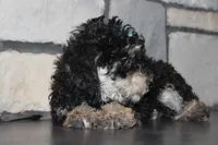 AKC Stella, a female Poodle - Miniature  for sale in Massillon, OH – Photo 5 of 8