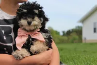 AKC Stella, a female Poodle - Miniature  for sale in Massillon, OH – 2 of 10