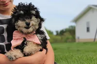 AKC Stella, a female Poodle - Miniature  for sale in Massillon, OH – 6 of 10