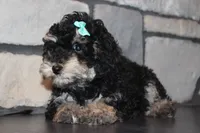 AKC Stella, a female Poodle - Miniature  for sale in Massillon, OH – Photo 2 of 8