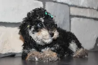 AKC Stella, a female Poodle - Miniature  for sale in Massillon, OH – Photo 4 of 8