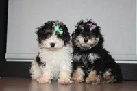 AKC Stella, a female Poodle - Miniature  for sale in Massillon, OH – Photo 7 of 8