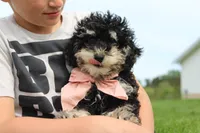 AKC Stella, a female Poodle - Miniature  for sale in Massillon, OH – 7 of 10