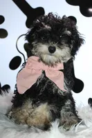 AKC Stella, a female Poodle - Miniature  for sale in Massillon, OH – 10 of 10