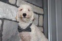 AKC Ollie, a male Poodle - Miniature  for sale in Massillon, OH – 2 of 6