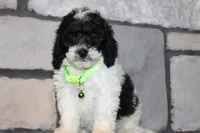 Mini Snoopy, a male Miniature Goldendoodle for sale in Massillon, OH – 4 of 5