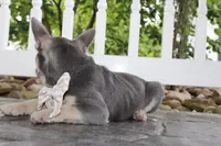 Akc Harper, a female French Bulldog for sale in Massillon, OH – 5 of 5