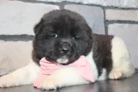 Akc Luna, a female Akita for sale in Massillon, OH – Photo 2 of 7