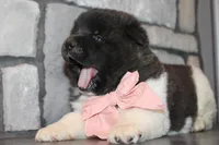 Akc Luna, a female Akita for sale in Massillon, OH – Photo 5 of 7