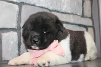 Akc Luna, a female Akita for sale in Massillon, OH – Photo 7 of 7