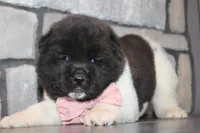 Akc Luna, a female Akita for sale in Massillon, OH – Photo 4 of 7