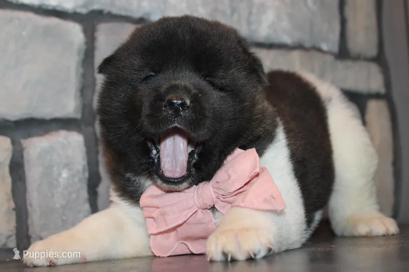 Akc Luna – Akita puppy for sale in Massillon, OH