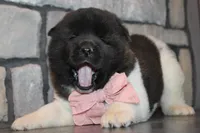 Akc Luna, a female Akita for sale in Massillon, OH – Photo 1 of 7