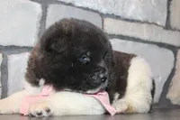 Akc Luna, a female Akita for sale in Massillon, OH – Photo 3 of 7