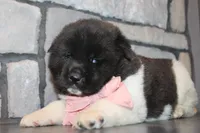 Akc Luna, a female Akita for sale in Massillon, OH – Photo 6 of 7