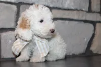 Akc Jenna, a female Poodle - Miniature  for sale in Massillon, OH – 8 of 9