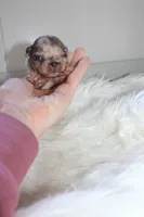 AKC Lily, a female French Bulldog for sale in Massillon, OH – 3 of 4