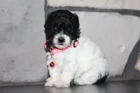 AKC Bella, a female Poodle - Miniature  for sale in Massillon, OH – 8 of 10