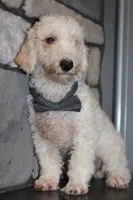 AKC Ollie, a male Poodle - Miniature  for sale in Massillon, OH – 4 of 6