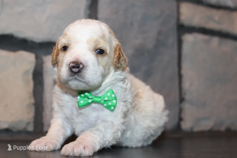 Mini Ziggy – Miniature Goldendoodle puppy for sale in Massillon, OH