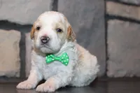 Mini Ziggy, a male Miniature Goldendoodle for sale in Massillon, OH – 1 of 6