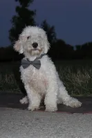 AKC Ollie, a male Poodle - Miniature  for sale in Massillon, OH – 3 of 6