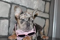 AKC Fifi, a female French Bulldog for sale in Massillon, OH – 5 of 10