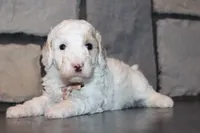 Akc Jenna, a female Poodle - Miniature  for sale in Massillon, OH – 4 of 6