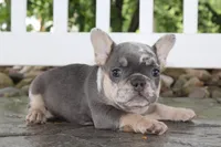 AKC Sadi, a female French Bulldog for sale in Massillon, OH – 3 of 10