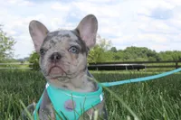 AKC Hank, a male French Bulldog for sale in Massillon, OH – 6 of 10