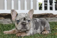 AKC Fifi, a female French Bulldog for sale in Massillon, OH – 6 of 6