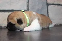 AKC Milo, a male Akita for sale in Massillon, OH – 8 of 10