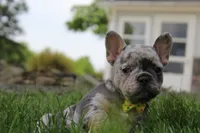 AKC Bella, a female French Bulldog for sale in Massillon, OH – 3 of 9
