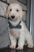AKC Ollie, a male Poodle - Miniature  for sale in Massillon, OH – 6 of 6
