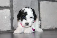 AKC Molly, a female Poodle - Miniature  for sale in Massillon, OH – 3 of 5