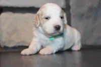 Mini Luna, a female Miniature Goldendoodle for sale in Massillon, OH – 3 of 6
